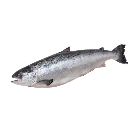 SCOTTISH SALMON, FRESH, WHOLE, *PRE-ORDER, FEDEX SHIPPING*