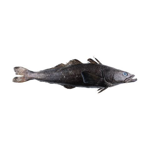 WILD CHILEAN SEA BASS, FRESH, WHOLE, *PRE-ORDER, FEDEX SHIPPING*