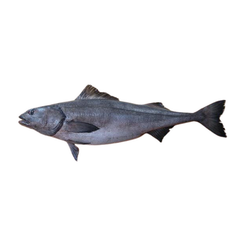 WILD BLACK COD, FRESH, WHOLE, *PRE-ORDER, FEDEX SHIPPING*