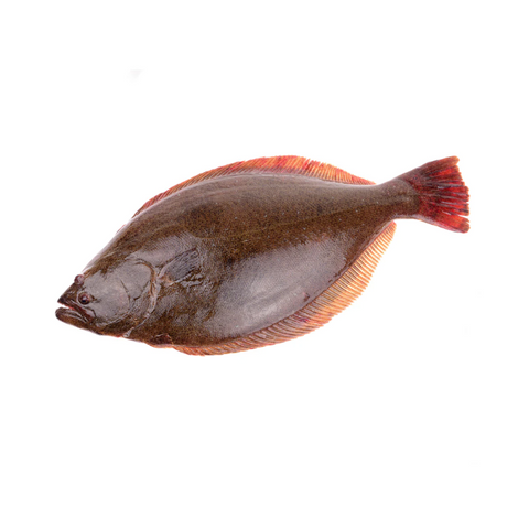 ALASKAN HALIBUT, FRESH, WHOLE, *PRE-ORDER, FEDEX SHIPPING*