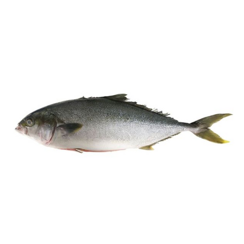 HAMACHI, FRESH, WHOLE, *PRE-ORDER, FEDEX SHIPPING*