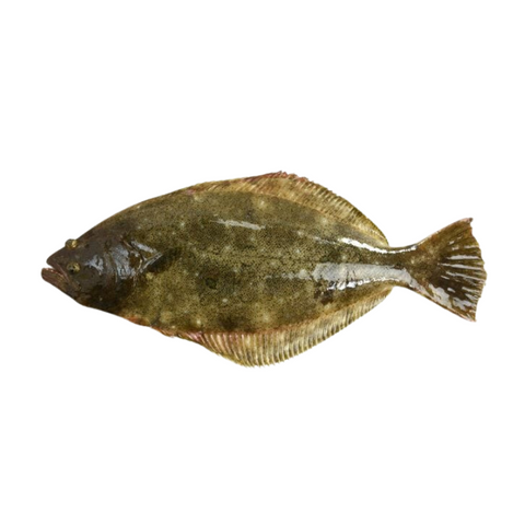 HIRAME, FRESH, WHOLE, *PRE-ORDER, FEDEX SHIPPING*