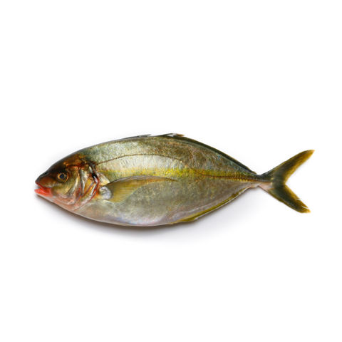 SHIMA AJI, FRESH, WHOLE, *PRE-ORDER, FEDEX SHIPPING*