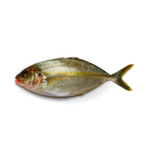 SHIMA AJI, WHOLE, JAPANESE