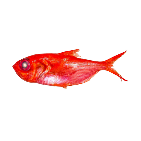 KINMEDA, FRESH, WHOLE, *PRE-ORDER, FEDEX SHIPPING*