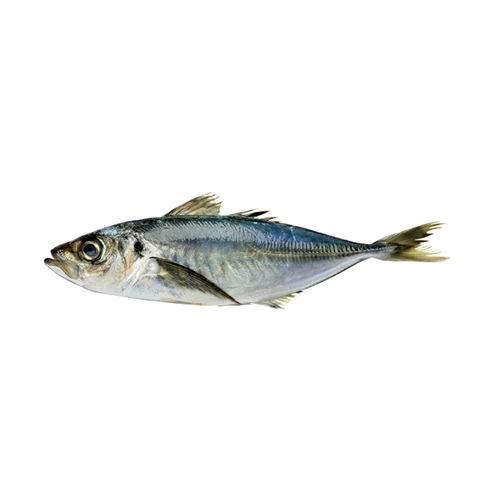 JIKINME, FRESH, WHOLE, *PRE-ORDER, FEDEX SHIPPING*