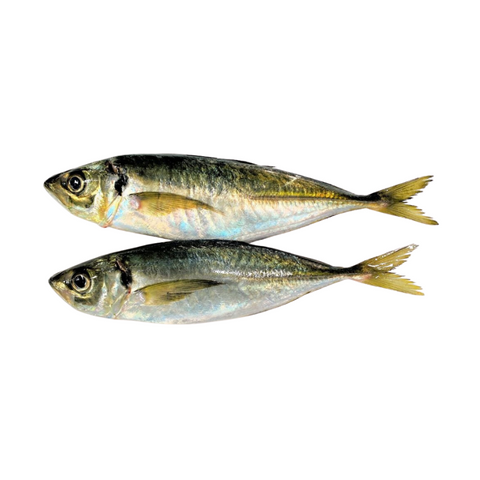 AJI, FRESH, WHOLE, *PRE-ORDER, FEDEX SHIPPING*