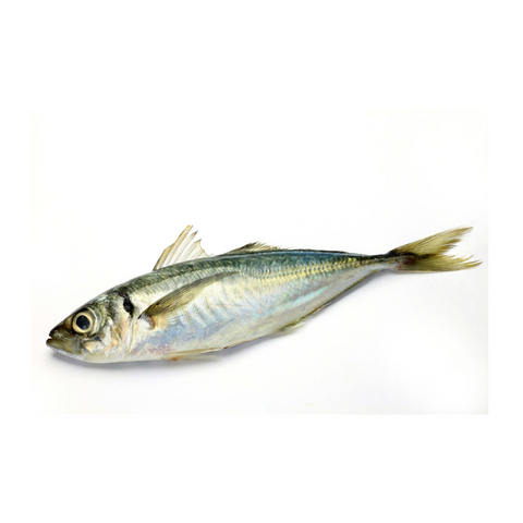 TSURI AJI, FRESH, WHOLE, *PRE-ORDER, FEDEX SHIPPING*