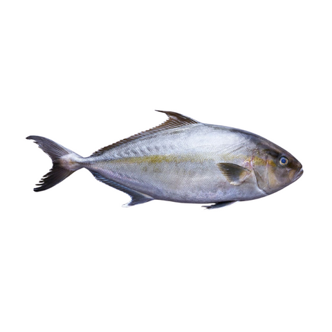 KANPACHI, FRESH, WHOLE, *PRE-ORDER, FEDEX SHIPPING*