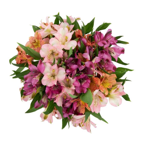 ALSTROEMERIA