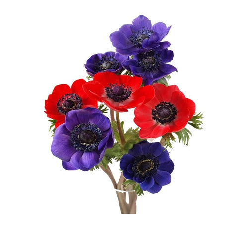 ANEMONE