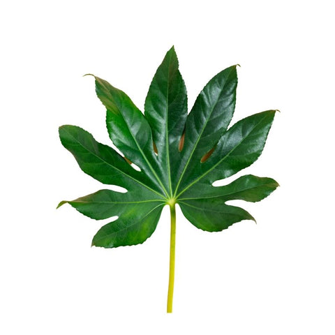 SMALL ARALIA