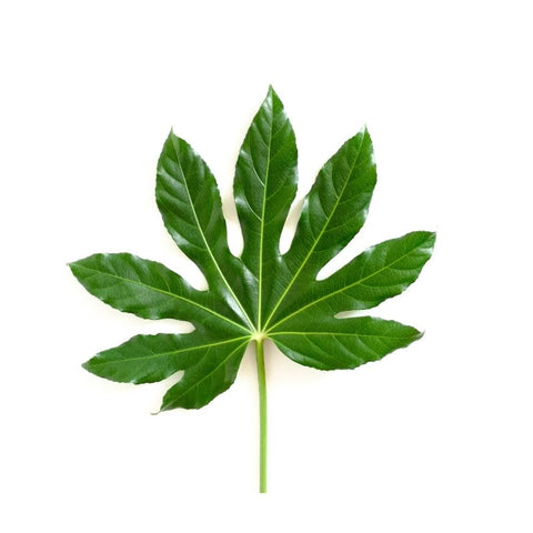 BIG ARALIA