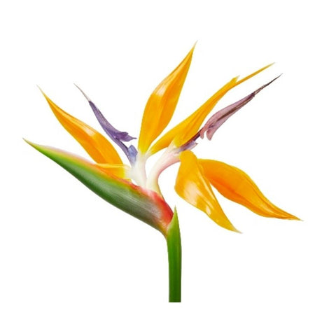 BIRD OF THE PARADISE