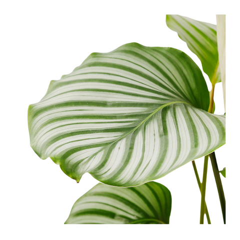 CALATHEA