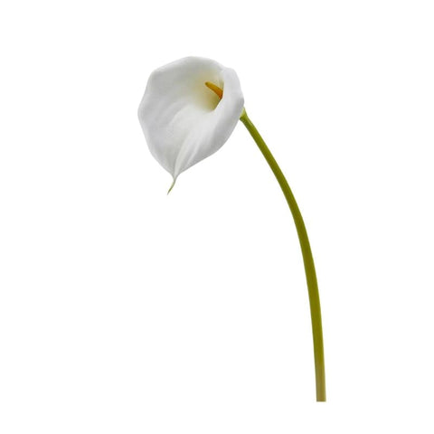 WHITE CALLA