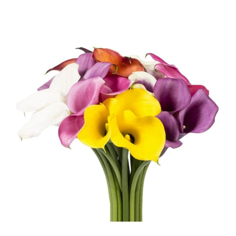 DYED CALLA