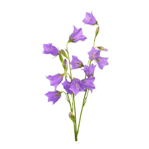 CAMPANULA