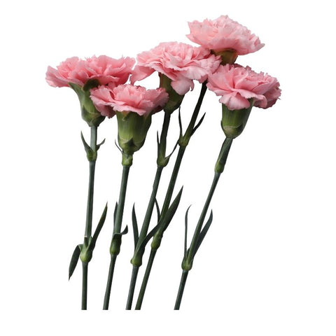 CARNATION