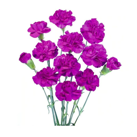 DYED CARNATION