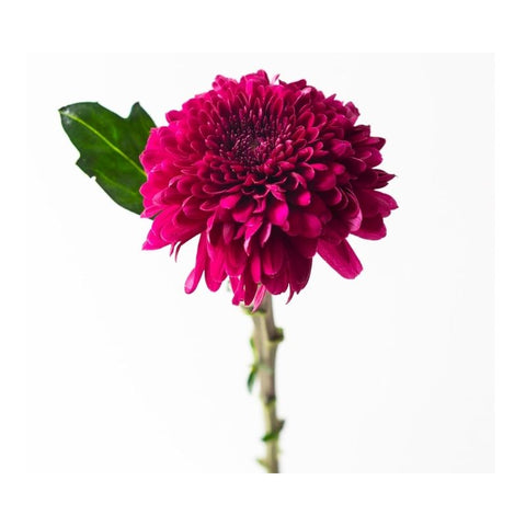 CHRYSANTHEMUM