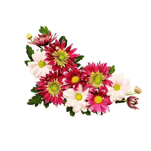 DYED, CHRYSANTHEMUM