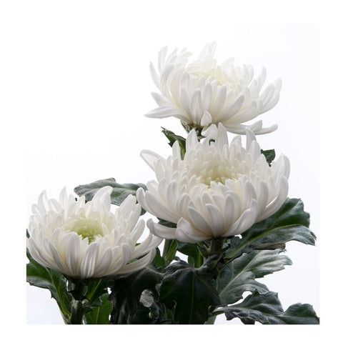PINOCCHIO, CHRYSANTHEMUM