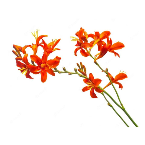 CROCOSMIA