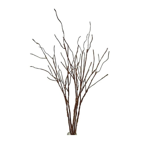 CURLY BRANCH
