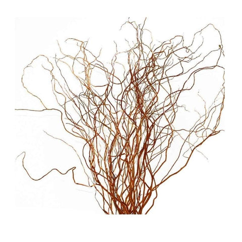 CURLY WILLOW