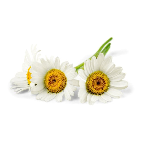 DAISY