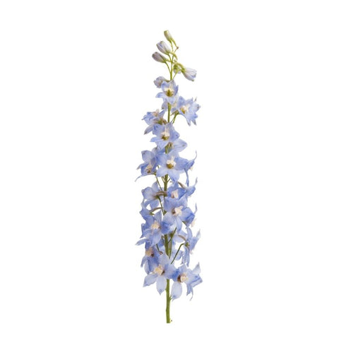 DELPHINIUMS