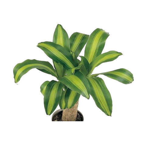 DRACEANA FRAGRANS