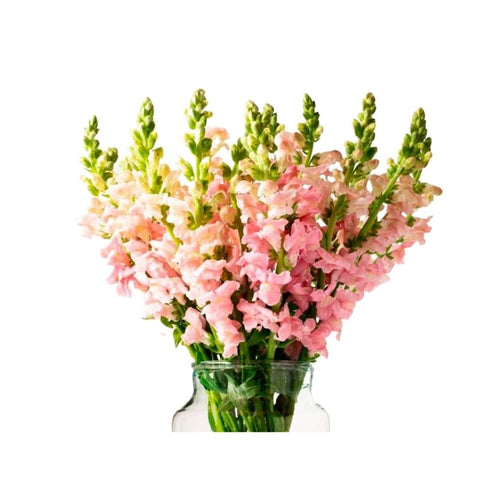 SNAP DRAGONS