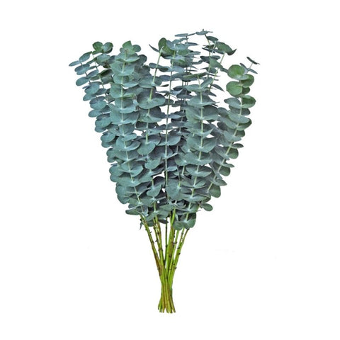 BABY BLUE, EUCALYPTUS