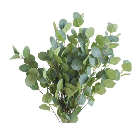 SILVER DOLLAR , EUCALYPTUS