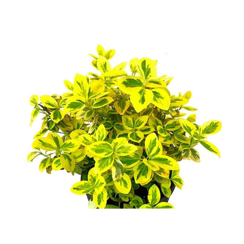 EUNYMUS, EMERALD'N GOLD
