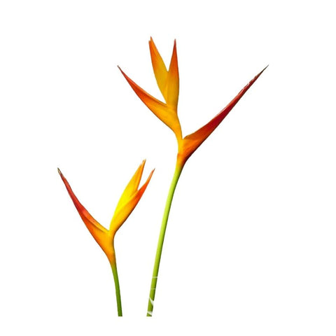 PSITTACORUM FIRE OPAL