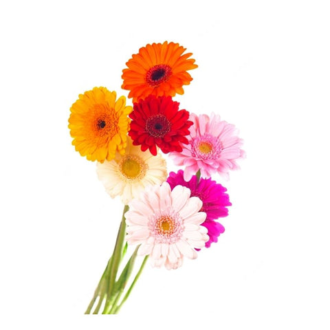 GERBERA DAISIES