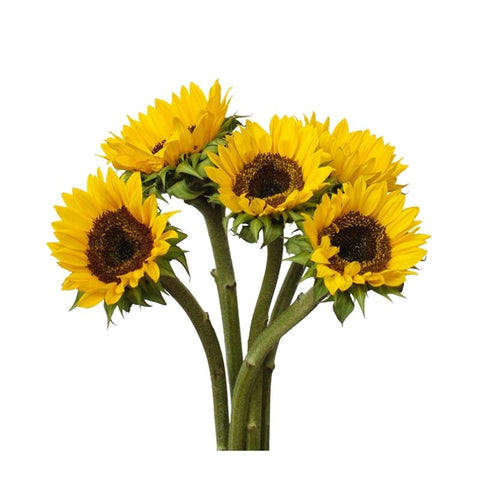 SUNFLOWER, MEDIUM