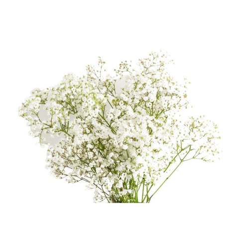 BABY'S BREATH