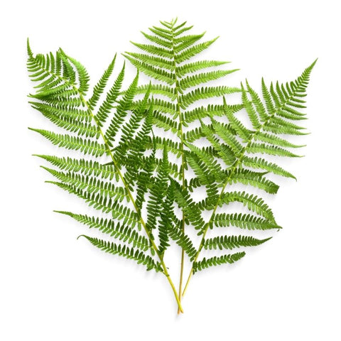 LOCAL, FERN