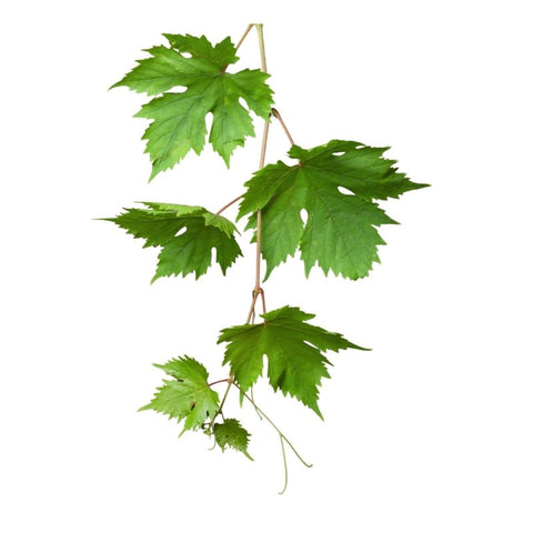 IVY