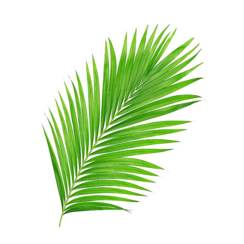 COCONUT LEAF