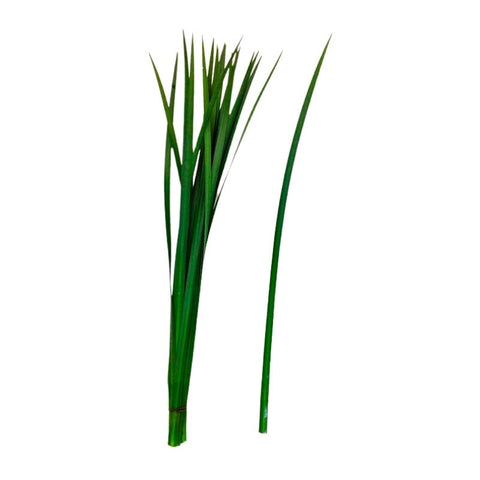 IRIS LEAF