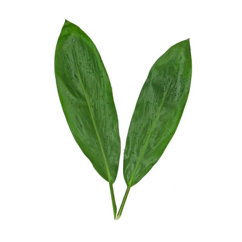 GREEN TI LEAF