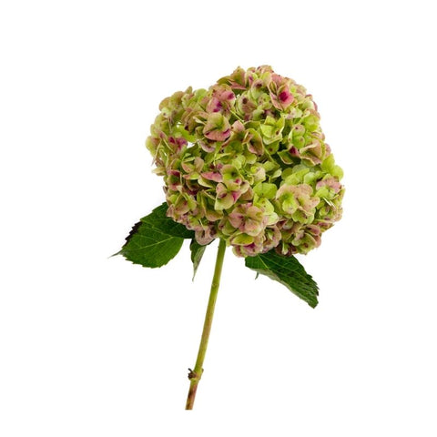 HIBRYD, HYDRANGEAS