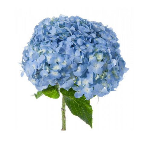 JUMBO, HYDRANGEAS