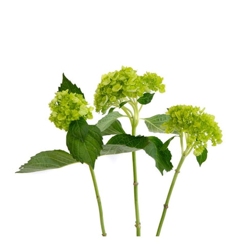 MINI HYDRANGEAS