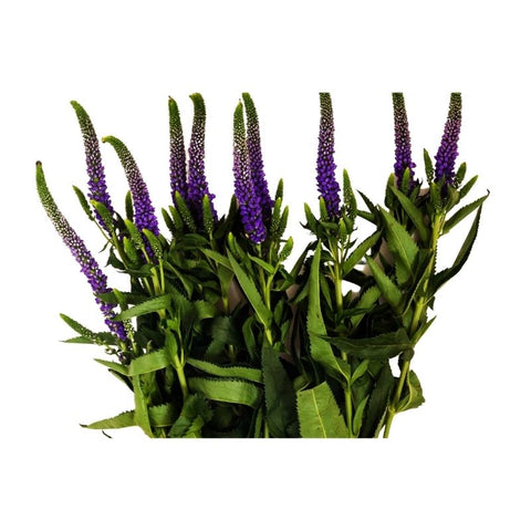 SPEEDWELL